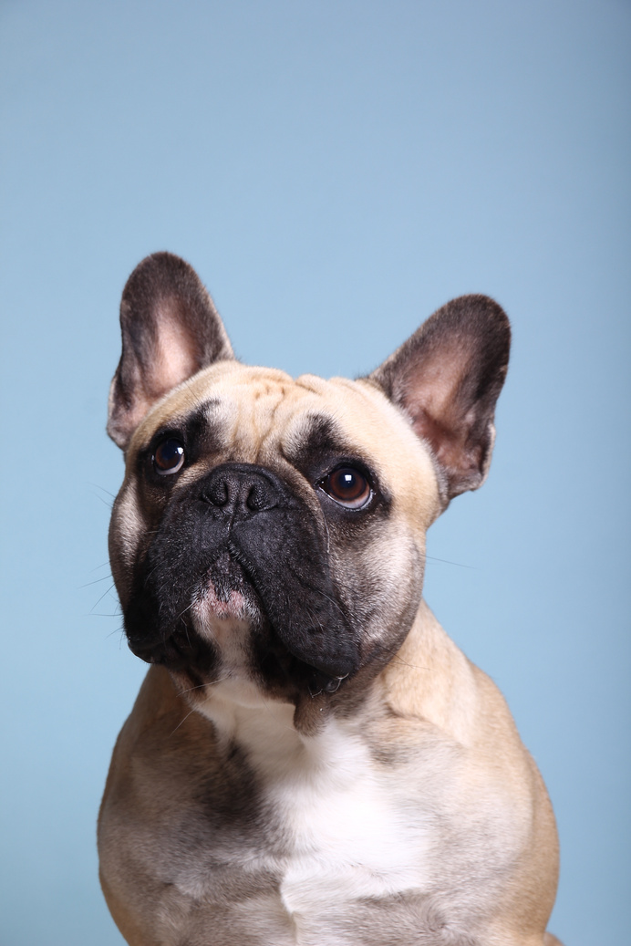 Portrait of a beautiful dog