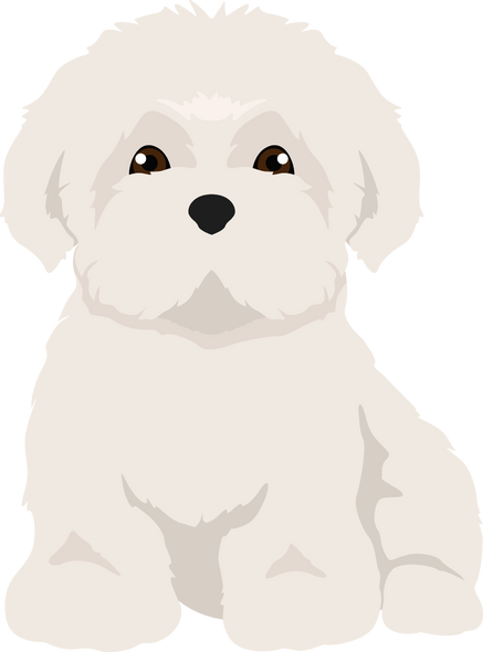 Coton De Tulear Clipart. Different Poses, Coat Colors Set